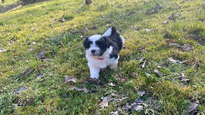 Chiot mâle noir et blanc n°1