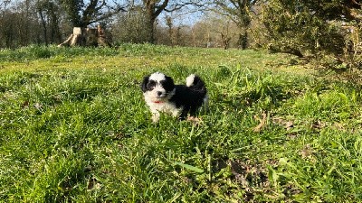 Chiot mâle noir et blanc n°1