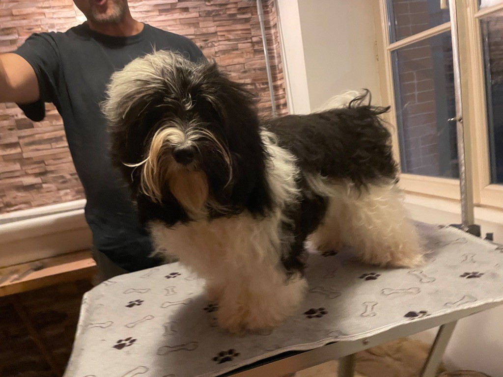 Du Moulin De Gontard - Chiots disponibles - Bichon Havanais