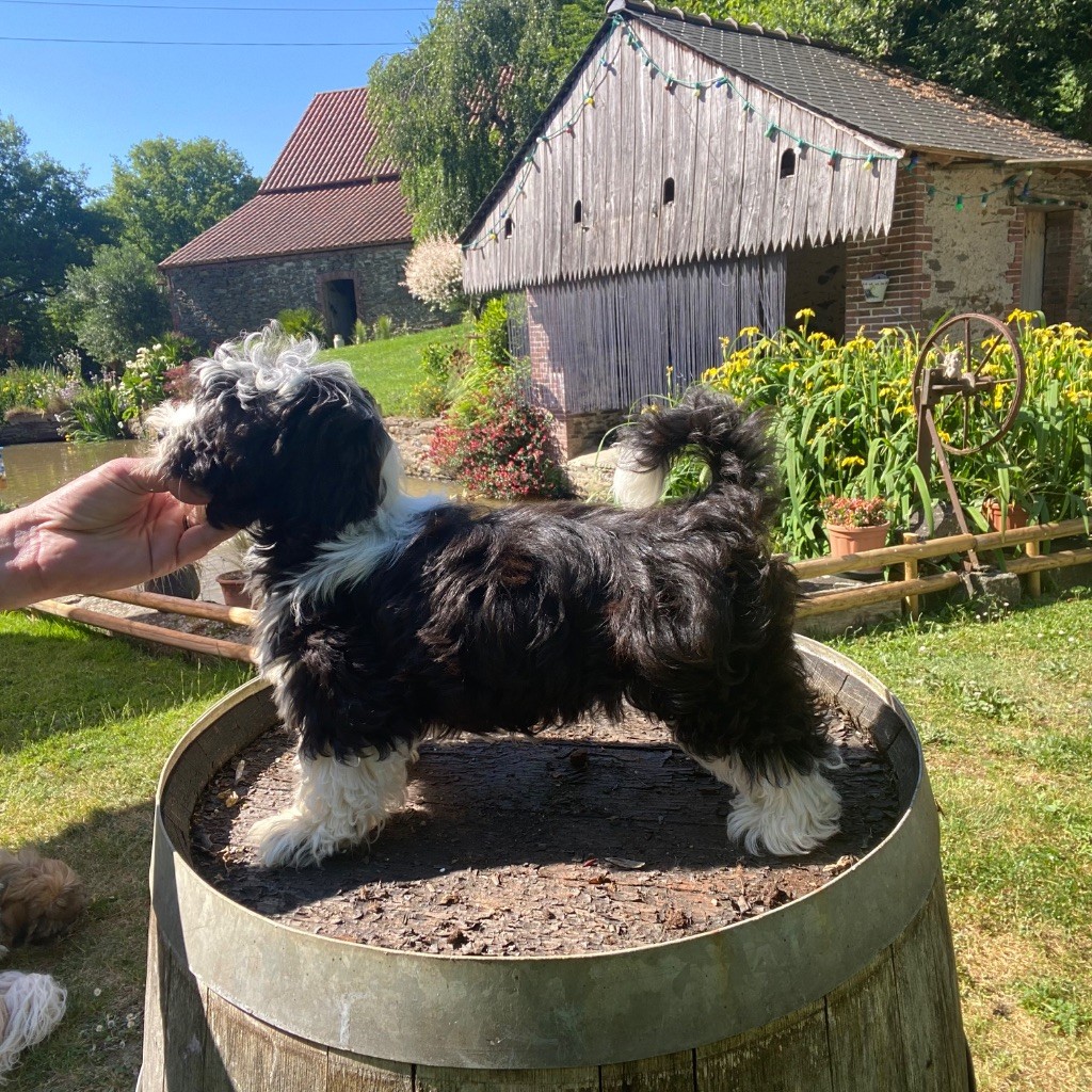 Du Moulin De Gontard - Chiots disponibles - Bichon Havanais