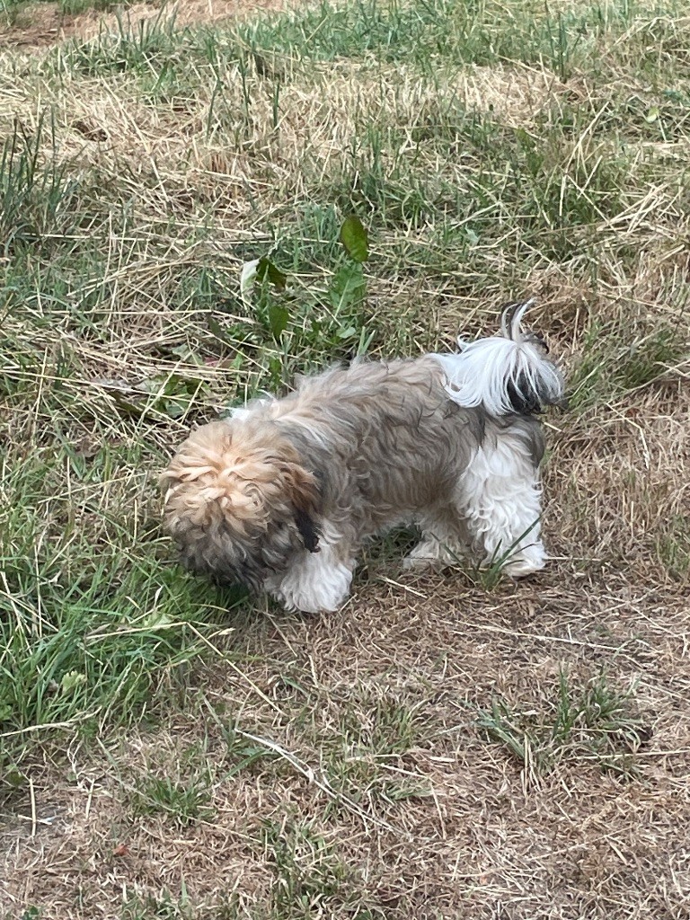 Du Moulin De Gontard - Chiots disponibles - Bichon Havanais
