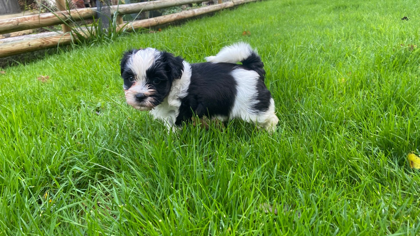 Du Moulin De Gontard - Chiots disponibles - Bichon Havanais