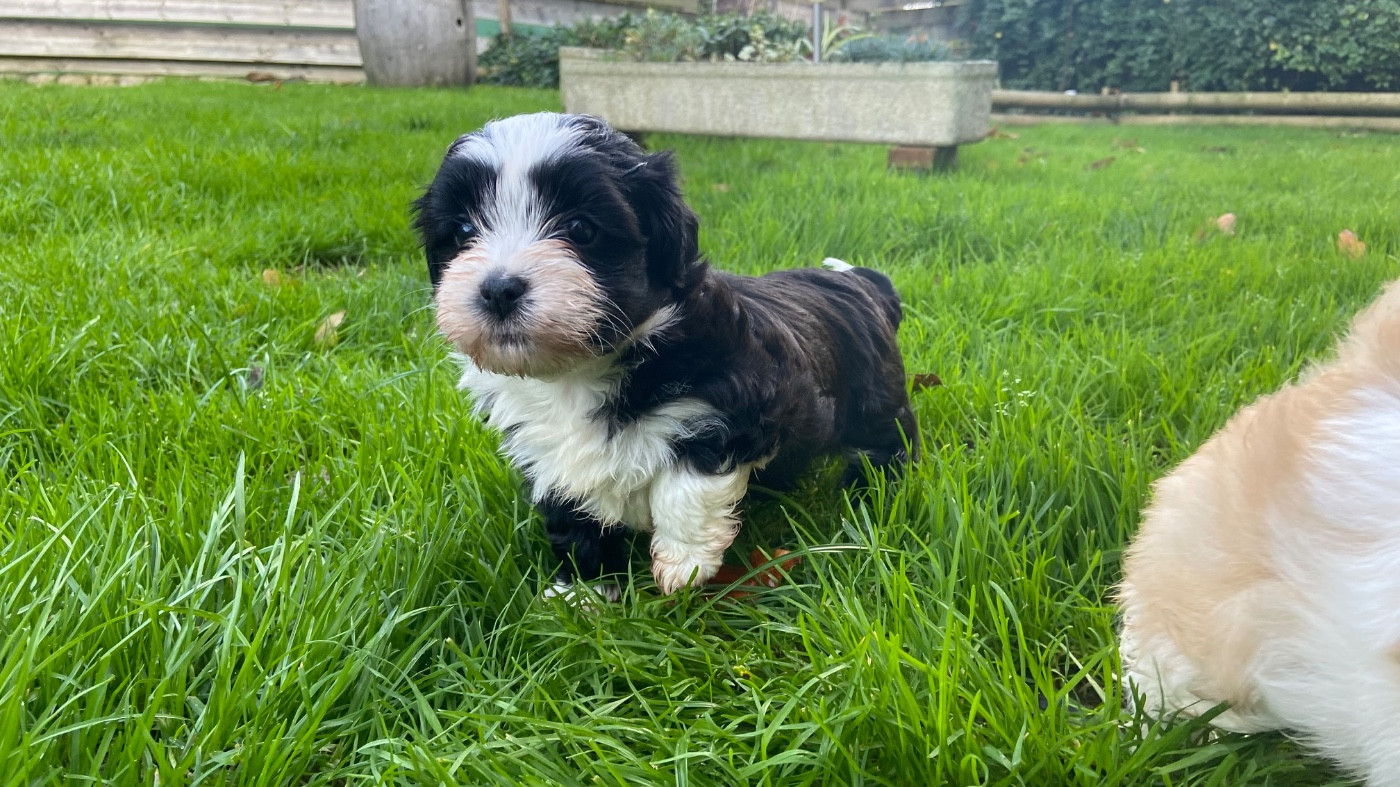 Du Moulin De Gontard - Chiots disponibles - Bichon Havanais
