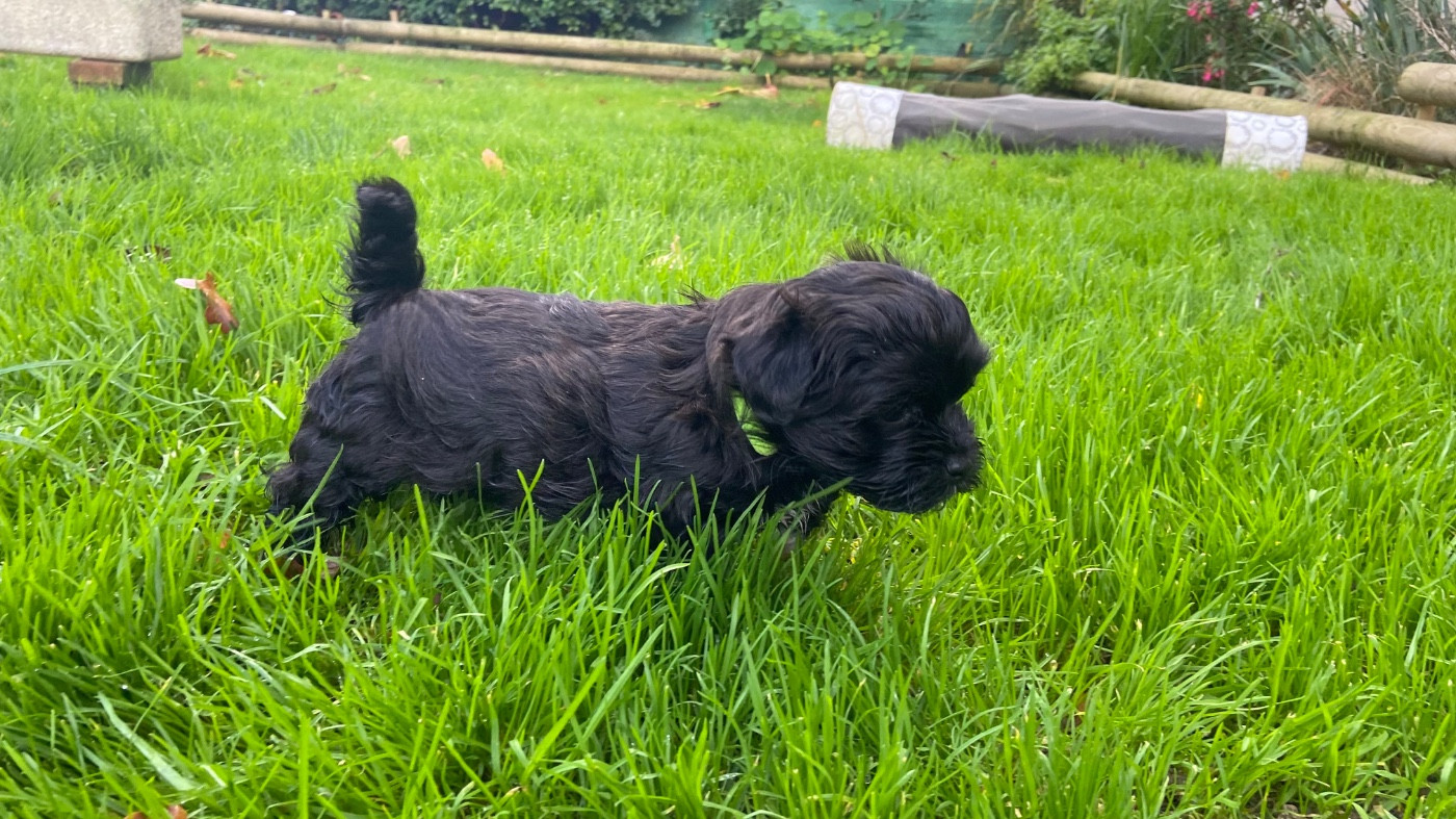 Du Moulin De Gontard - Chiots disponibles - Bichon Havanais