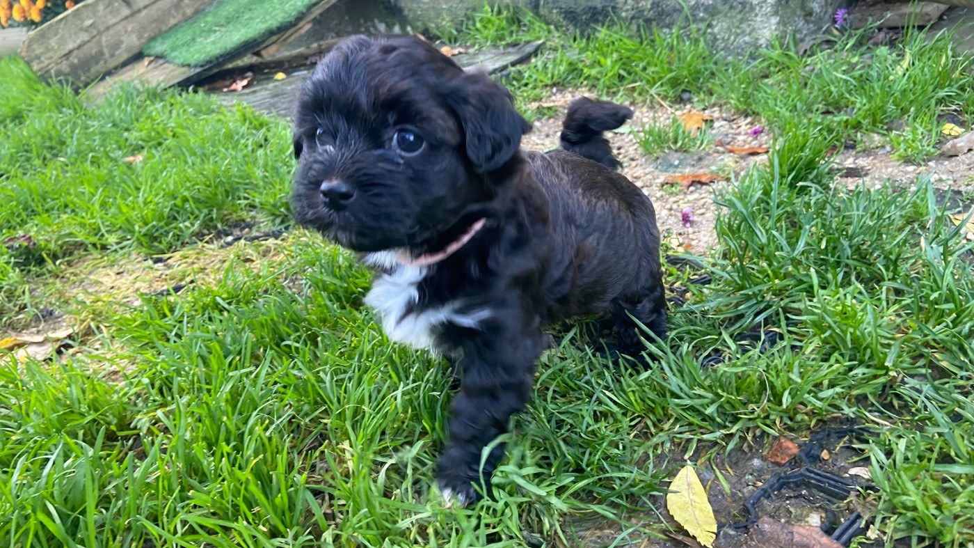 Du Moulin De Gontard - Chiots disponibles - Bichon Havanais