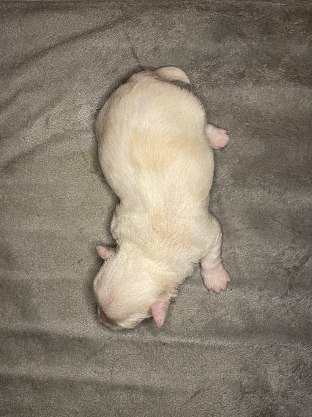 Du Moulin De Gontard - Chiots disponibles - Bichon Havanais