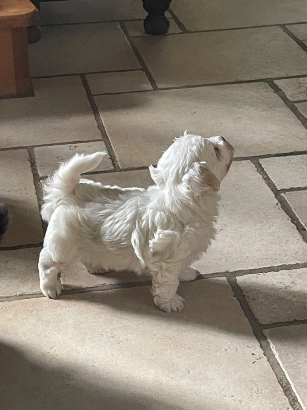 Du Moulin De Gontard - Chiots disponibles - Bichon Havanais