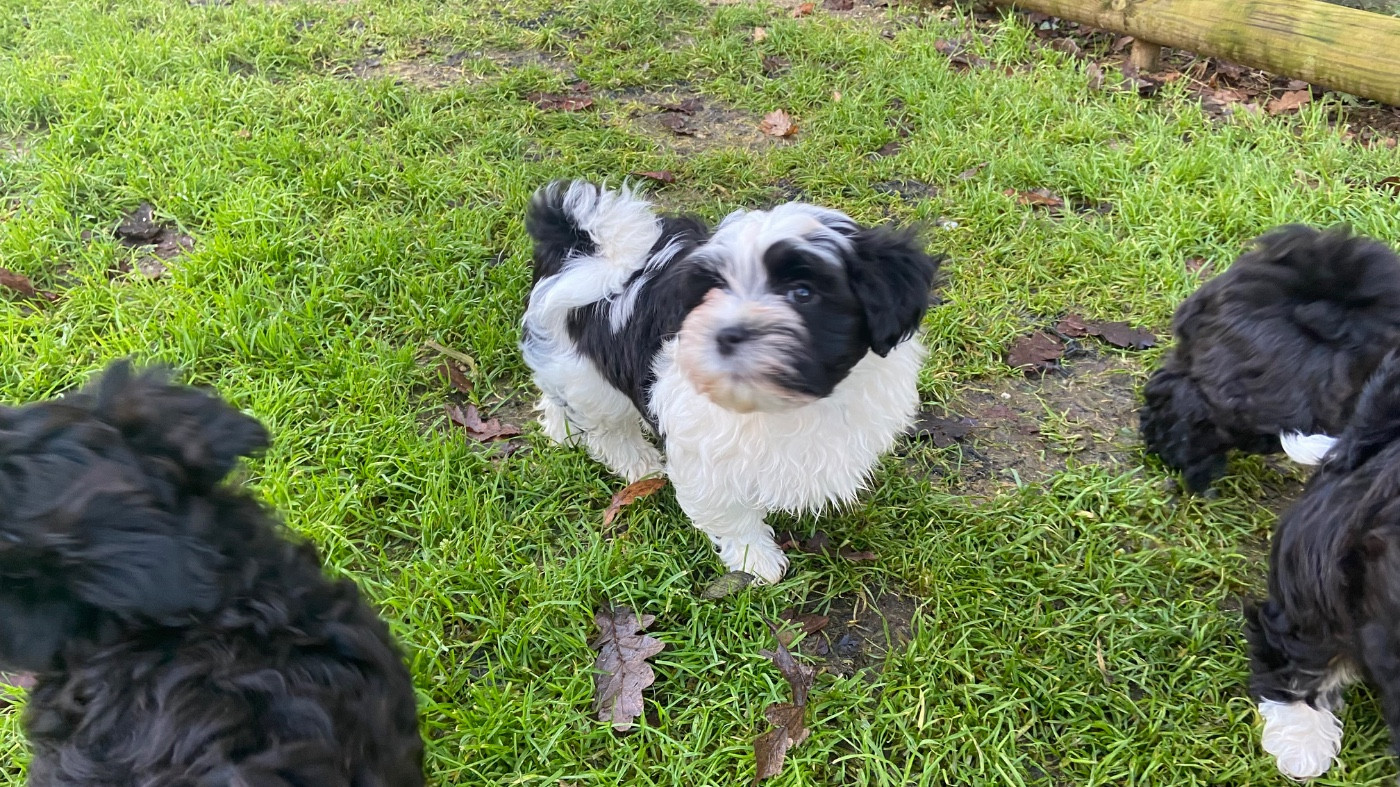 Du Moulin De Gontard - Chiots disponibles - Bichon Havanais