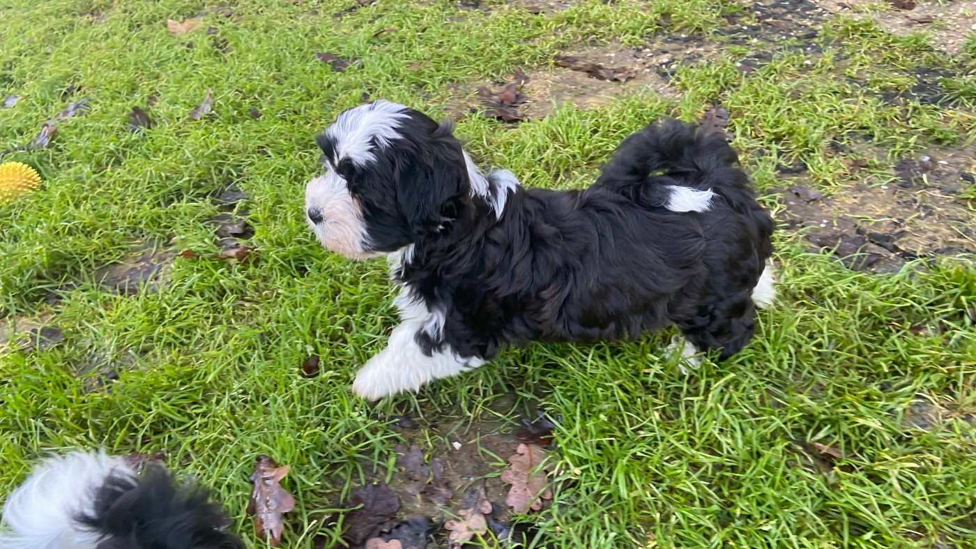 Du Moulin De Gontard - Chiots disponibles - Bichon Havanais