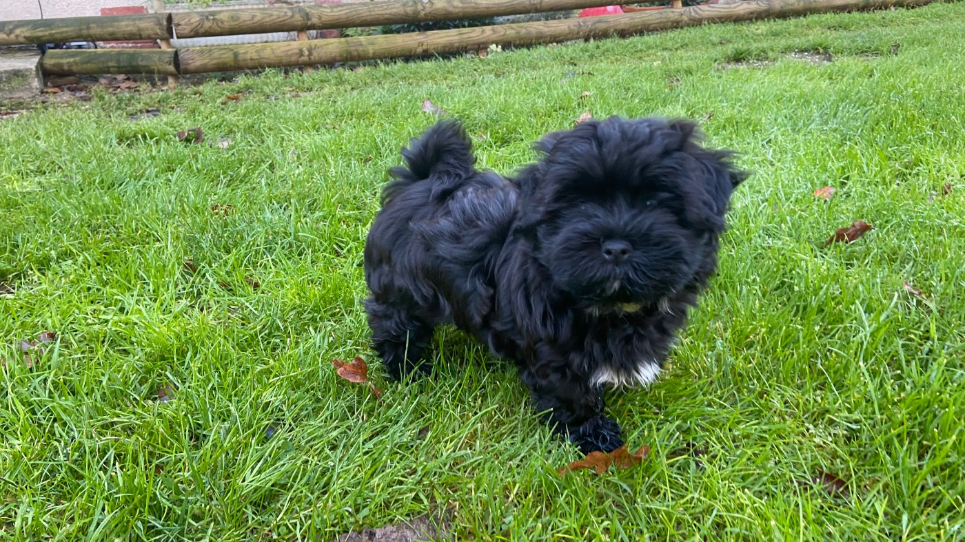 Du Moulin De Gontard - Chiots disponibles - Bichon Havanais