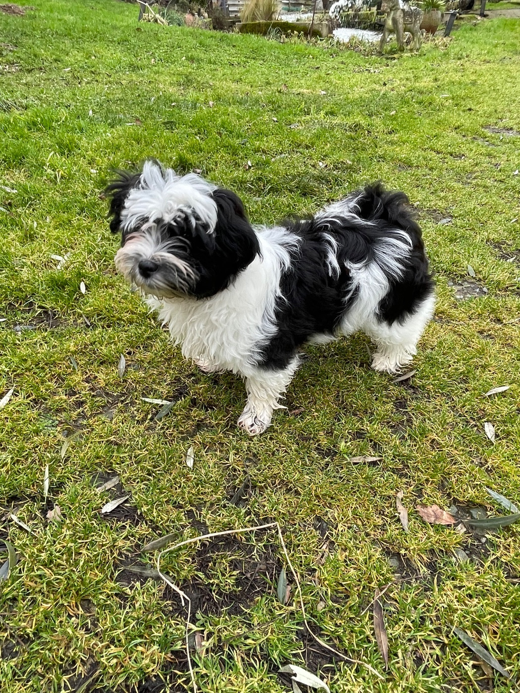 Du Moulin De Gontard - Chiots disponibles - Bichon Havanais