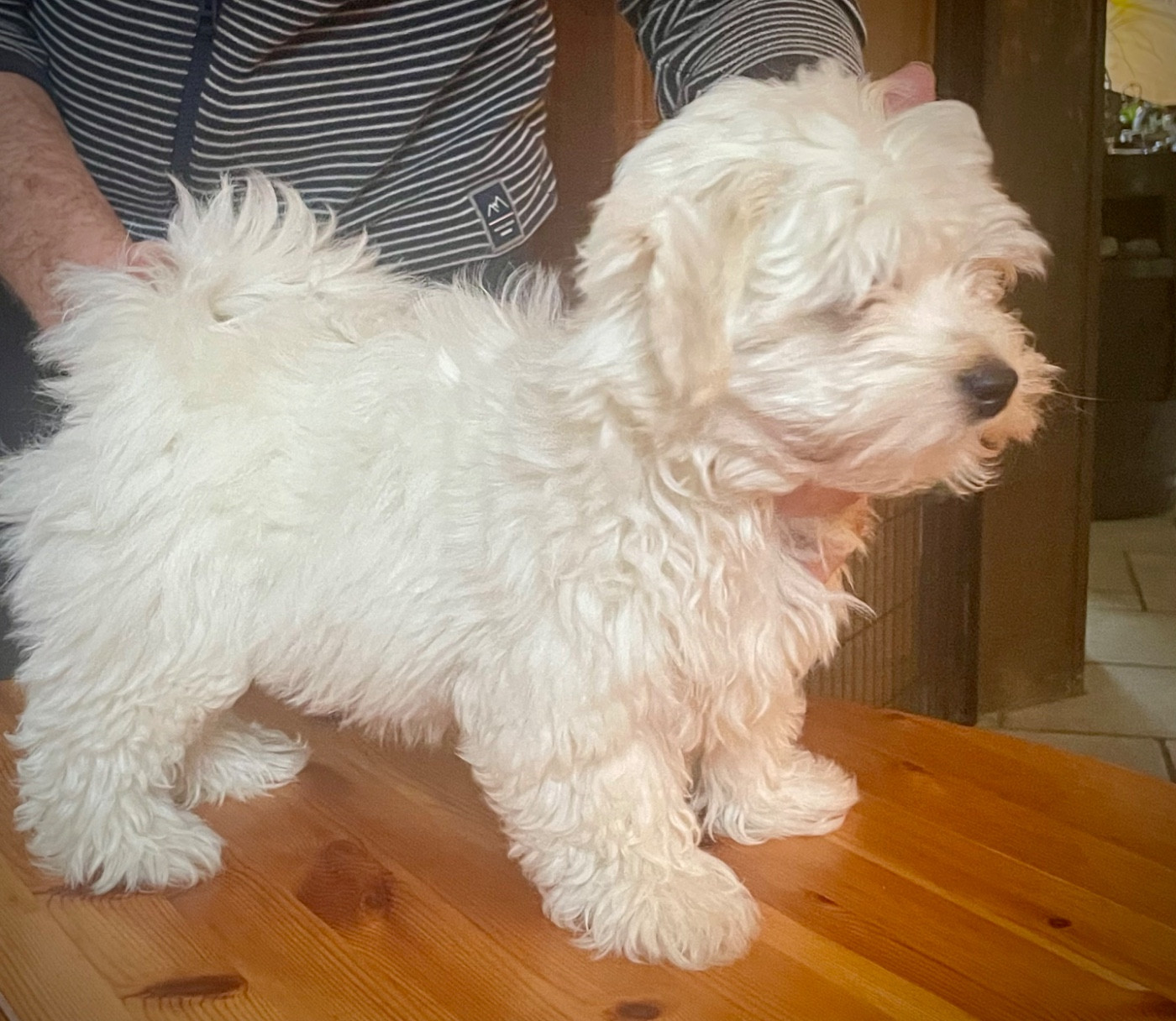 Du Moulin De Gontard - Chiots disponibles - Bichon Havanais