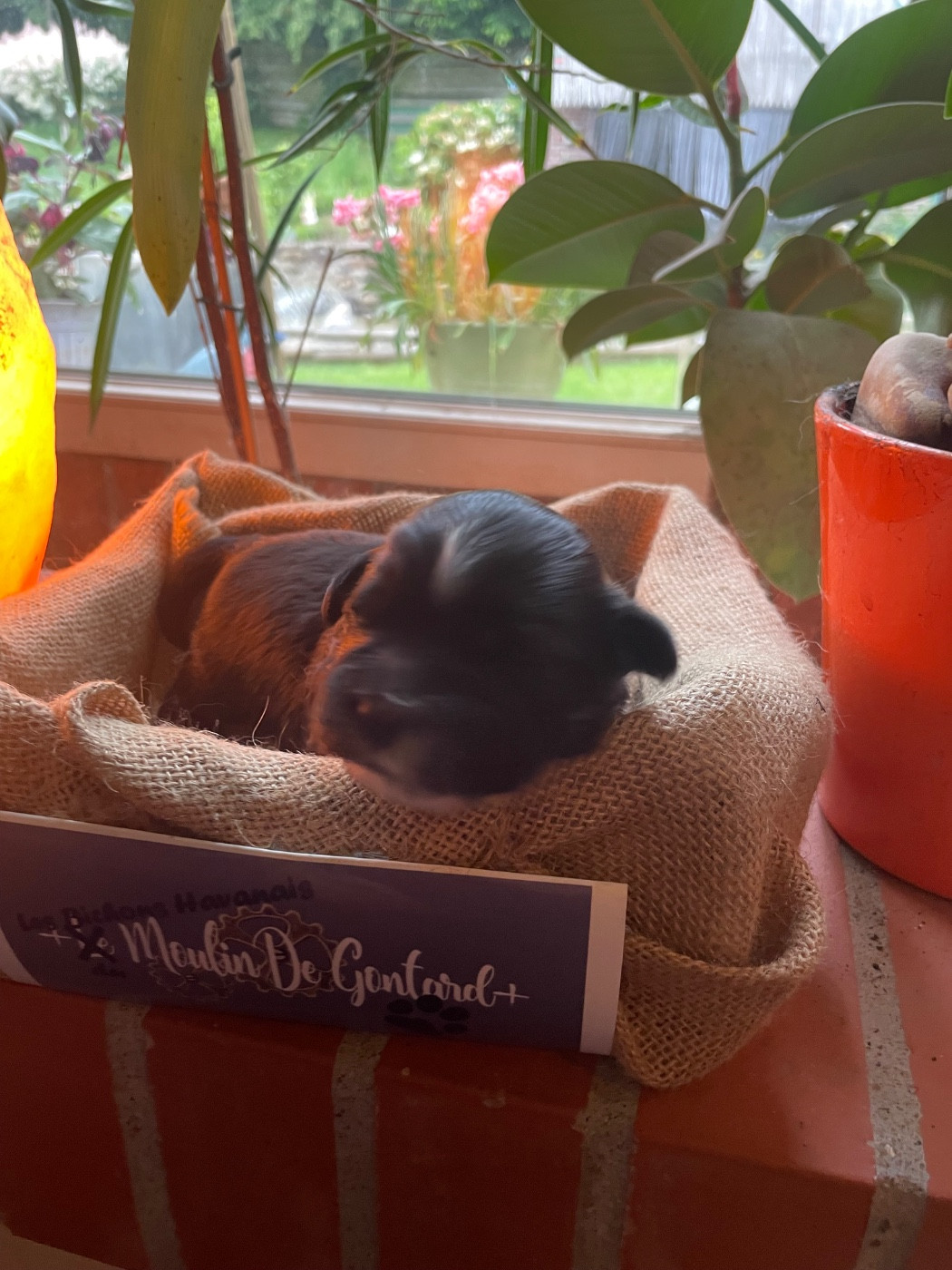Du Moulin De Gontard - Chiots disponibles - Bichon Havanais