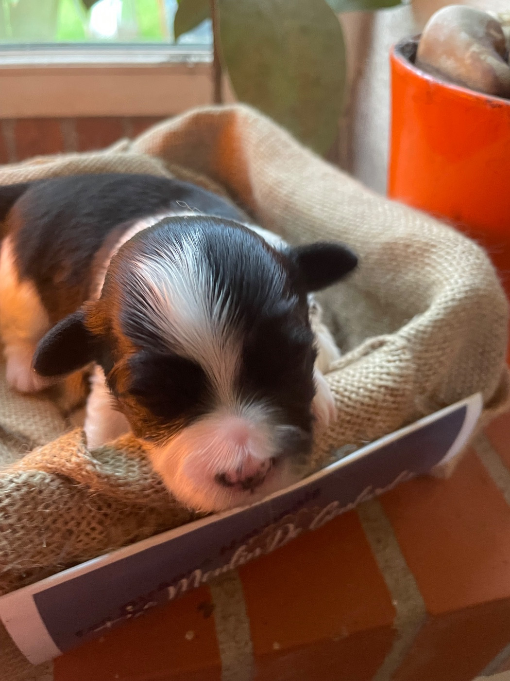 Du Moulin De Gontard - Chiots disponibles - Bichon Havanais