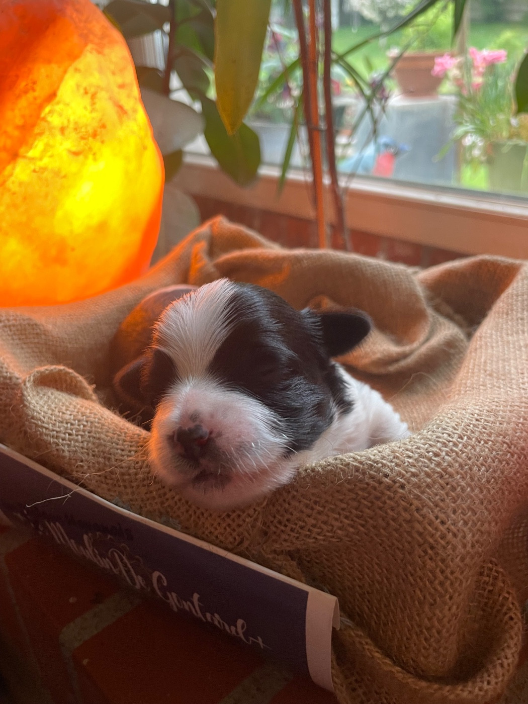 Du Moulin De Gontard - Chiots disponibles - Bichon Havanais