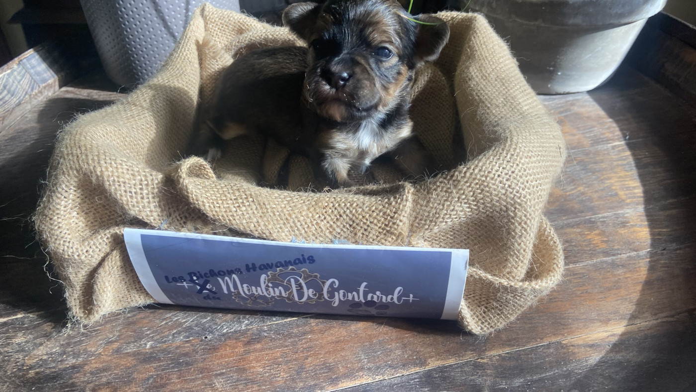 Du Moulin De Gontard - Chiots disponibles - Bichon Havanais