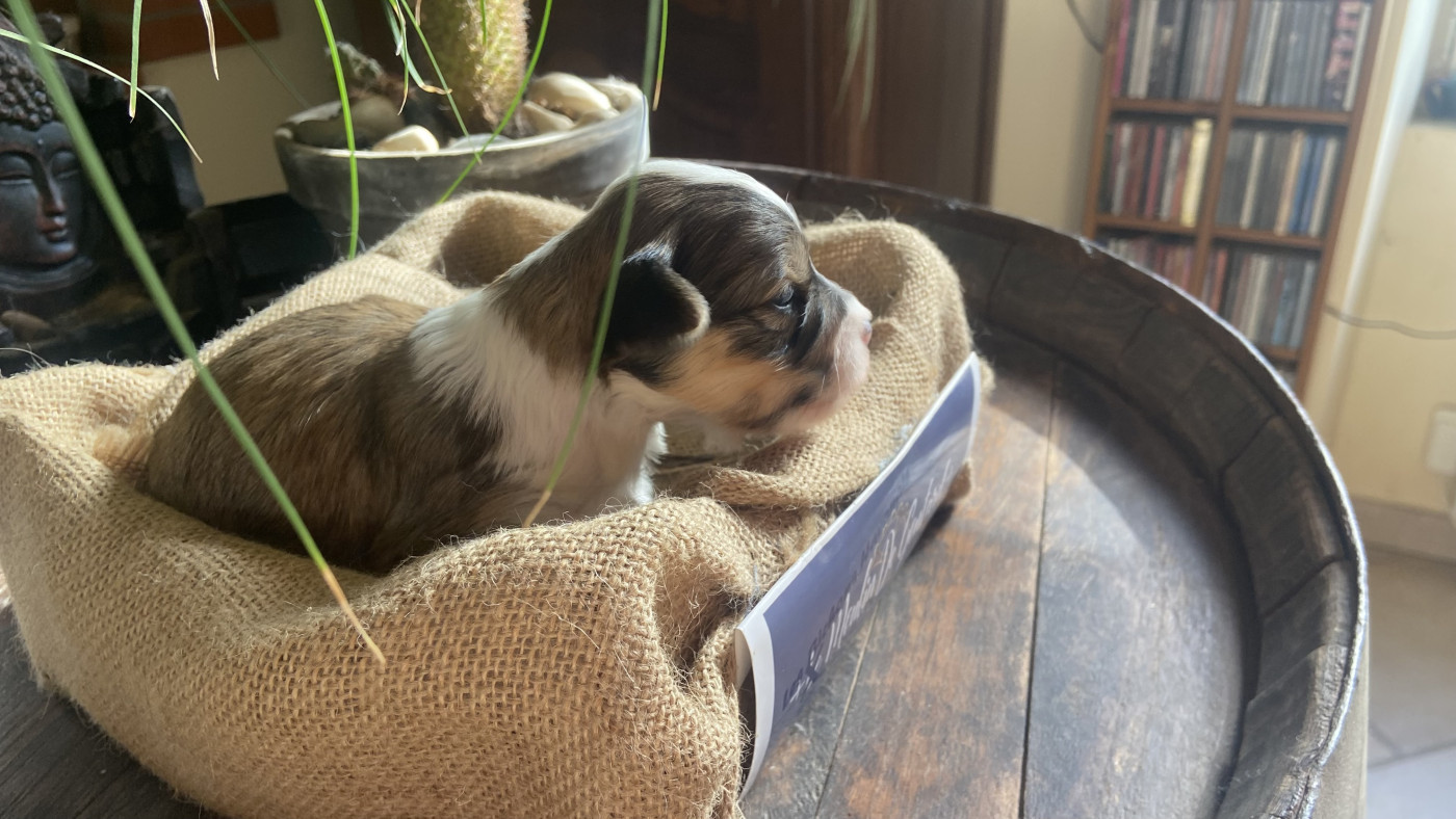 Du Moulin De Gontard - Chiots disponibles - Bichon Havanais
