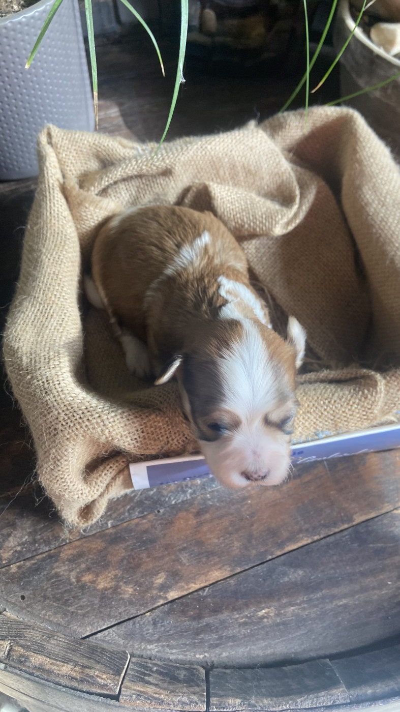 Du Moulin De Gontard - Chiots disponibles - Bichon Havanais