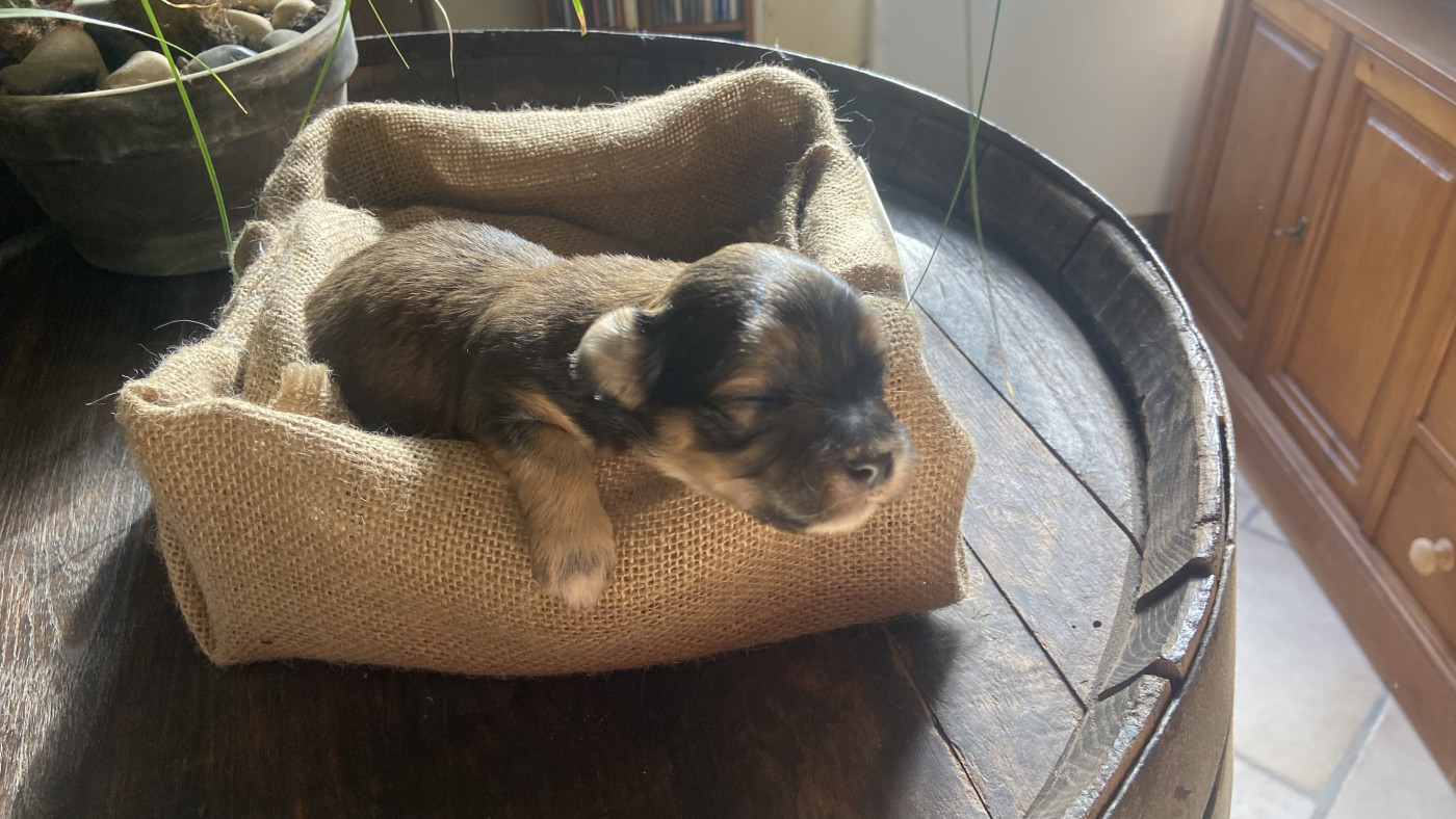 Du Moulin De Gontard - Chiots disponibles - Bichon Havanais