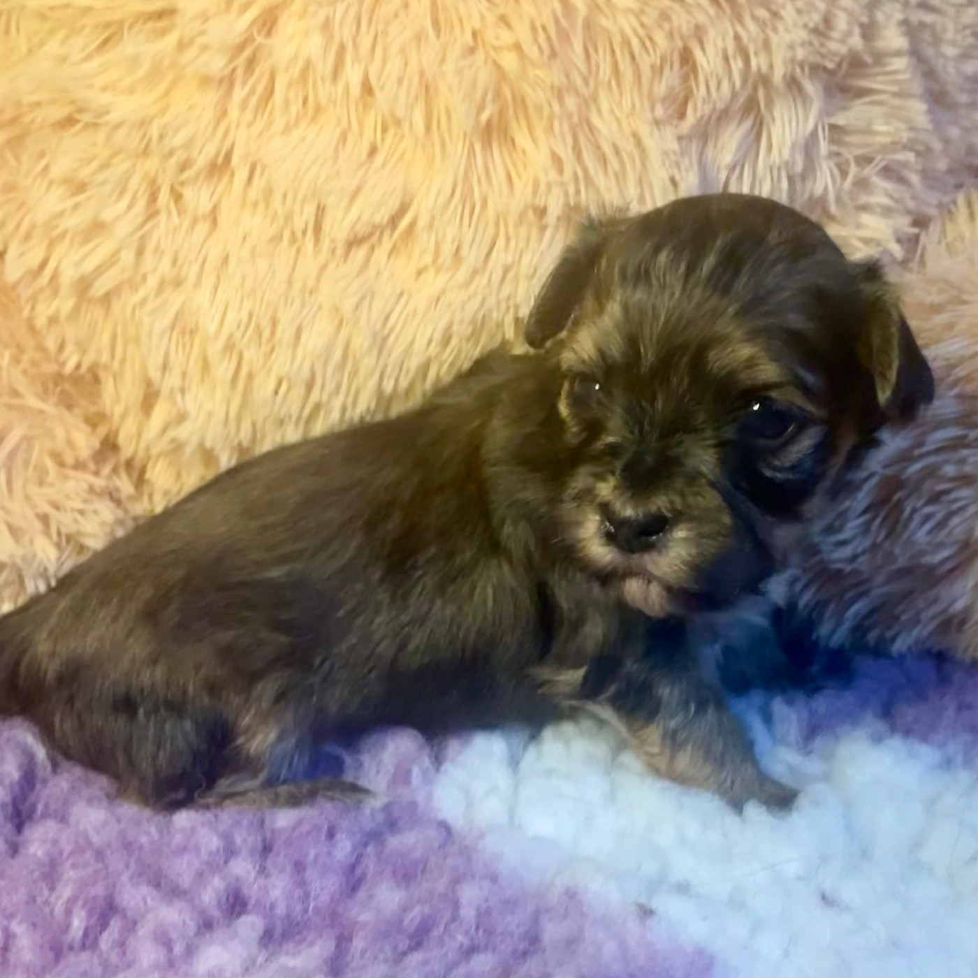 Du Moulin De Gontard - Chiots disponibles - Bichon Havanais