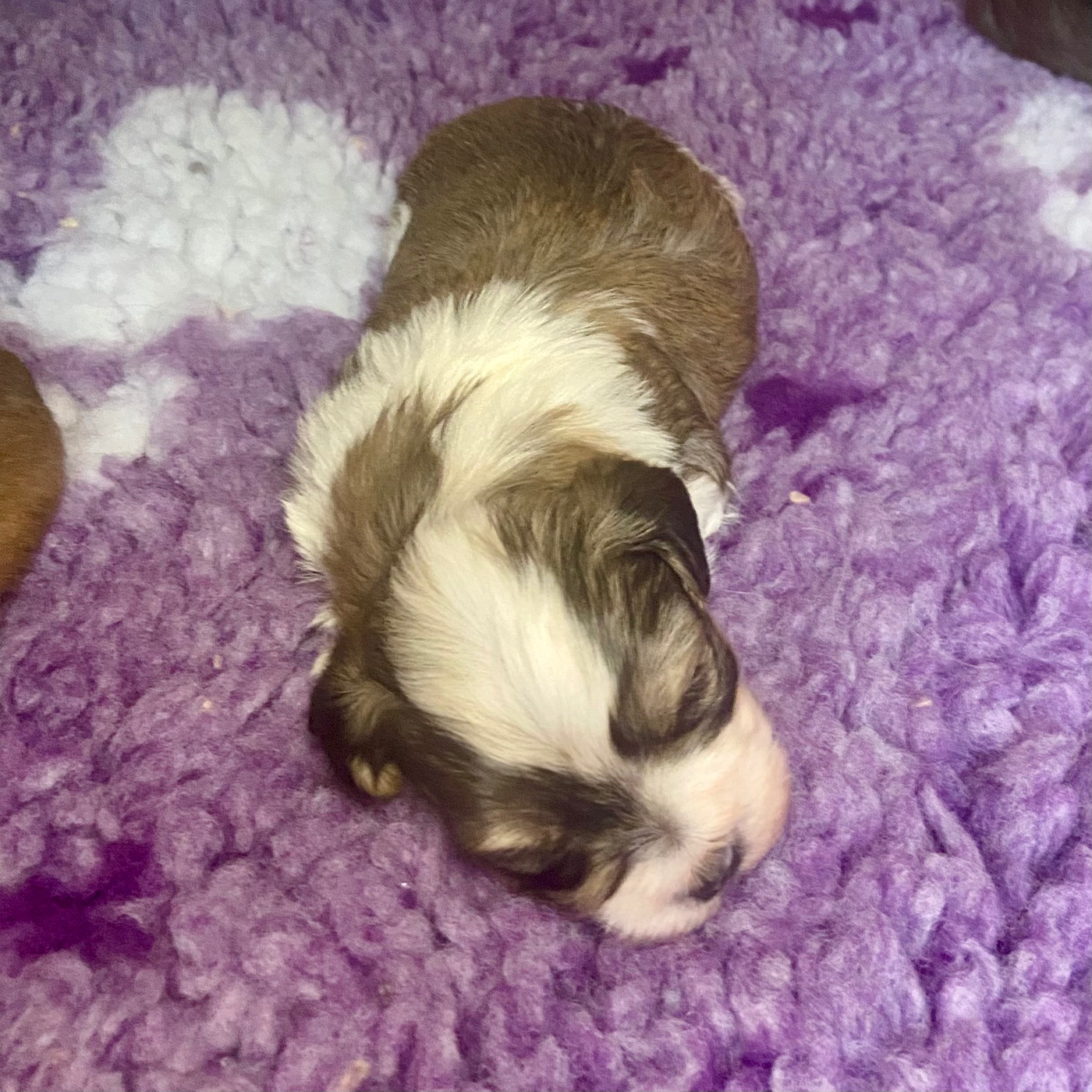 Du Moulin De Gontard - Chiots disponibles - Bichon Havanais