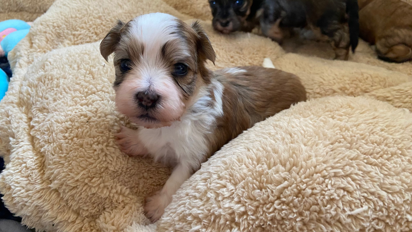 Du Moulin De Gontard - Chiots disponibles - Bichon Havanais