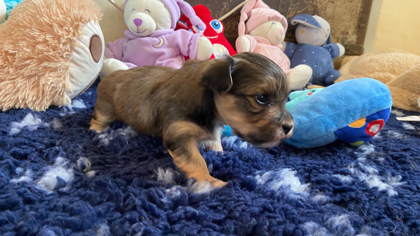 Du Moulin De Gontard - Chiots disponibles - Bichon Havanais