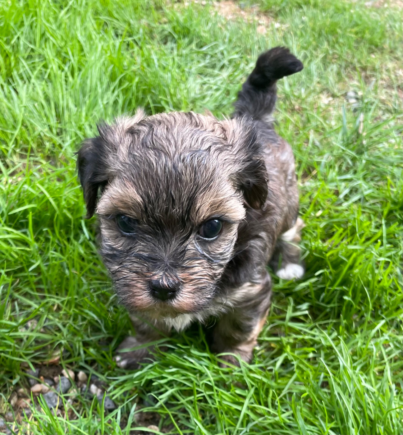 Du Moulin De Gontard - Chiots disponibles - Bichon Havanais