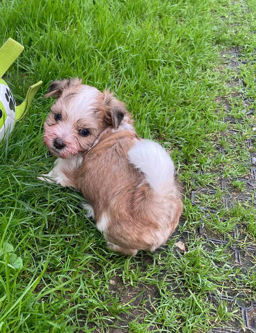 Du Moulin De Gontard - Chiots disponibles - Bichon Havanais
