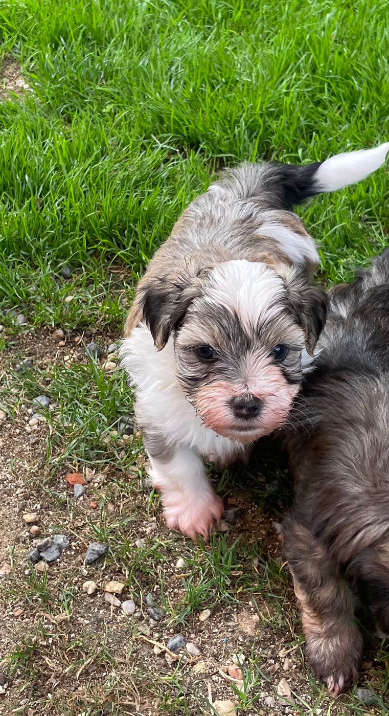 Du Moulin De Gontard - Chiots disponibles - Bichon Havanais