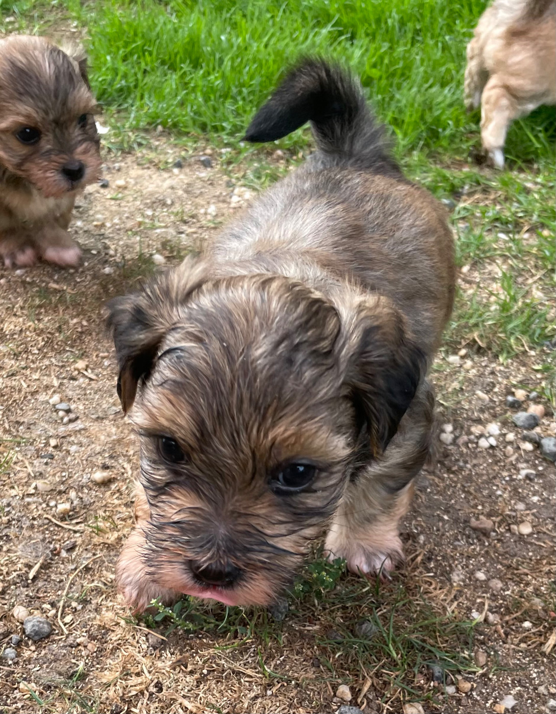 Du Moulin De Gontard - Chiots disponibles - Bichon Havanais