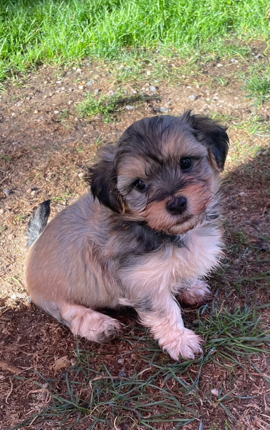 Du Moulin De Gontard - Chiots disponibles - Bichon Havanais
