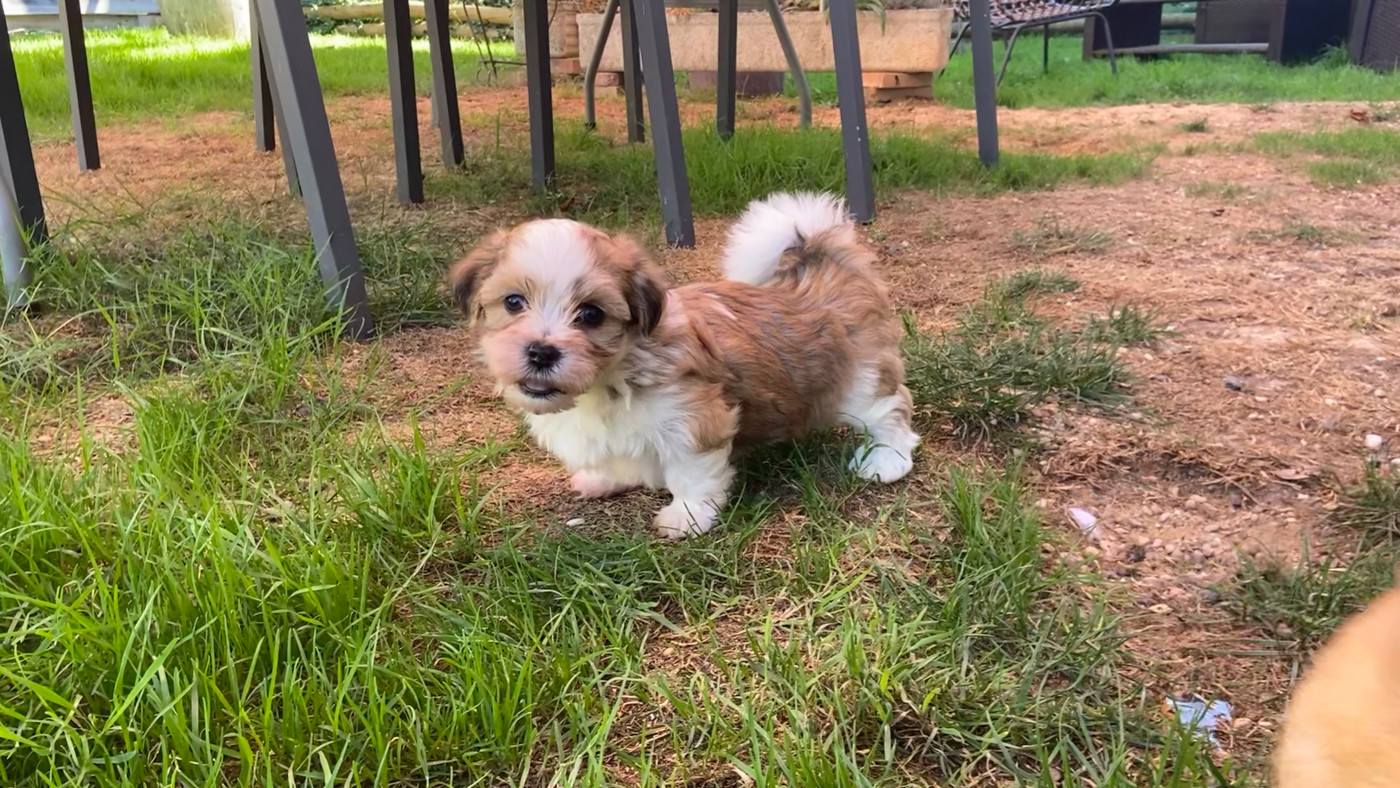 Du Moulin De Gontard - Chiots disponibles - Bichon Havanais