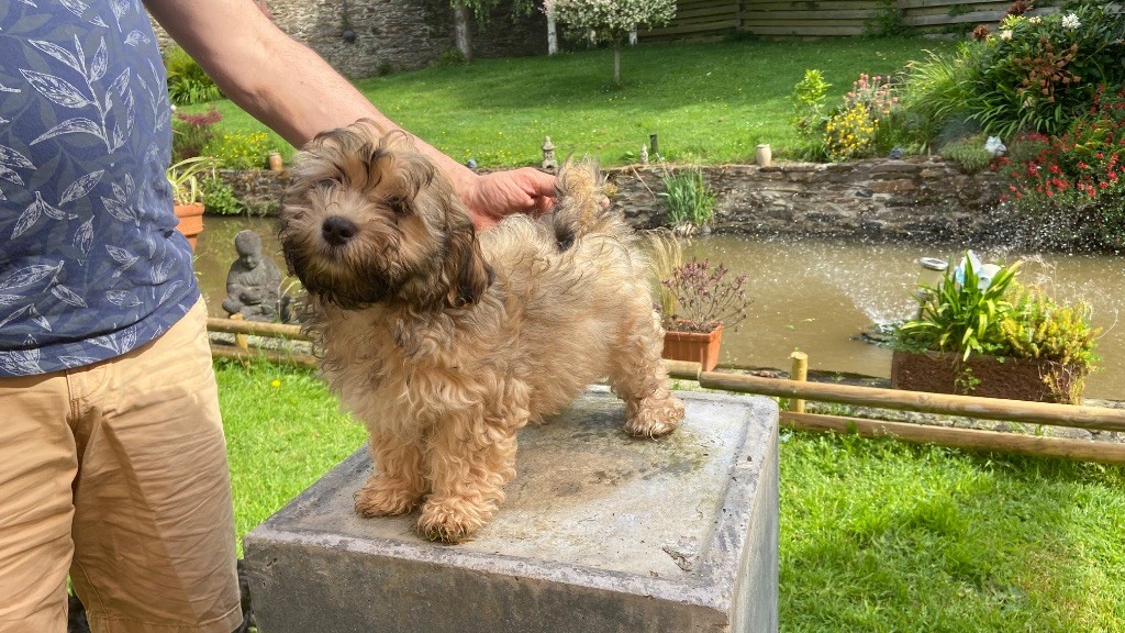 Du Moulin De Gontard - Chiots disponibles - Bichon Havanais