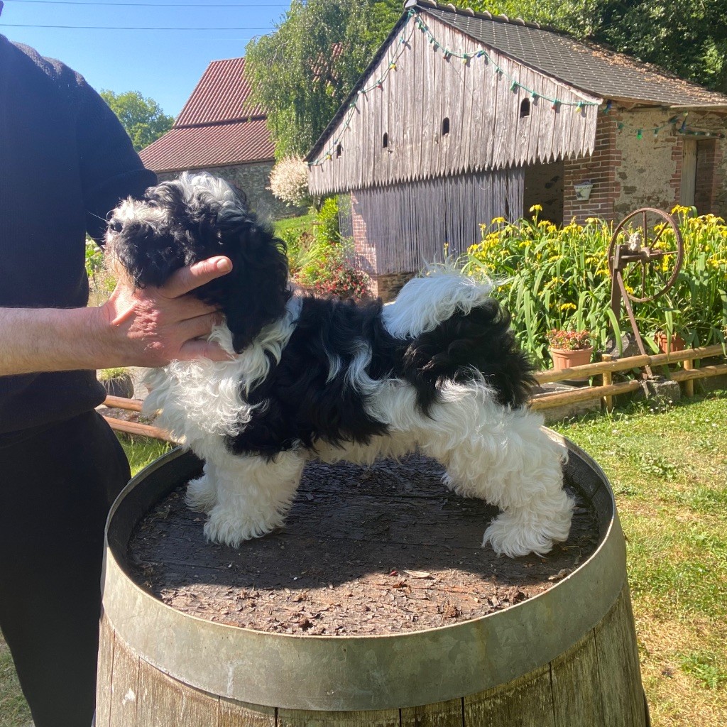Du Moulin De Gontard - Chiots disponibles - Bichon Havanais
