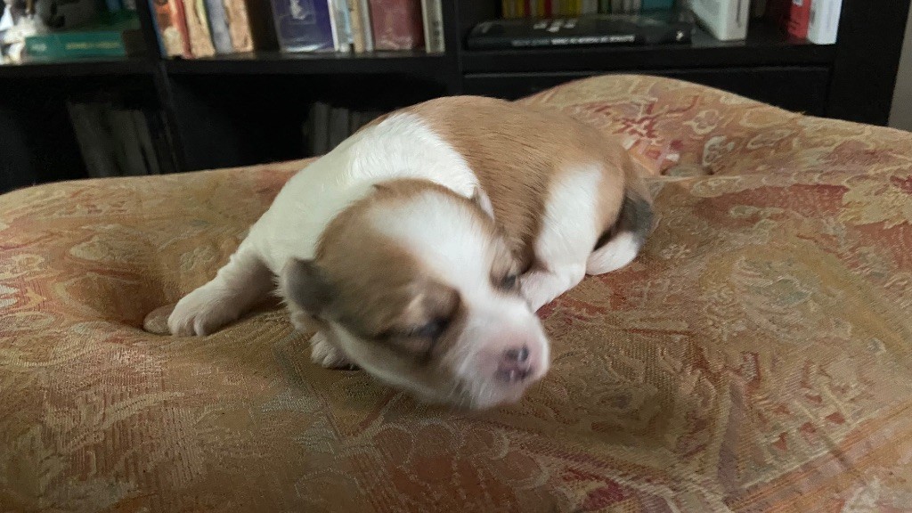 Du Moulin De Gontard - Bichon Havanais - Portée née le 19/09/2025