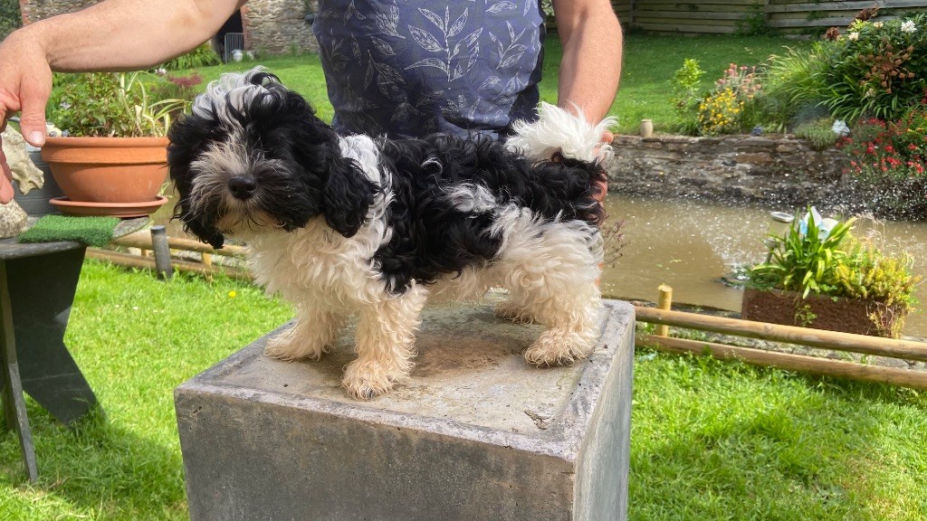Du Moulin De Gontard - Chiots disponibles - Bichon Havanais
