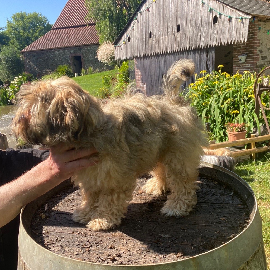 Du Moulin De Gontard - Chiots disponibles - Bichon Havanais