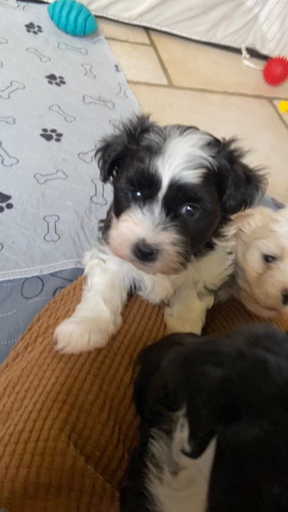 Du Moulin De Gontard - Chiots disponibles - Bichon Havanais