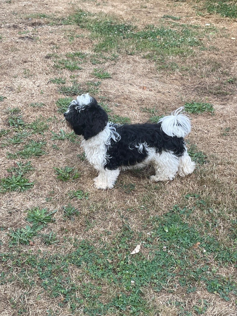 Du Moulin De Gontard - Chiots disponibles - Bichon Havanais
