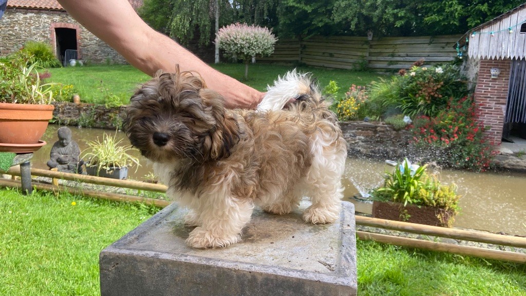 Du Moulin De Gontard - Chiots disponibles - Bichon Havanais
