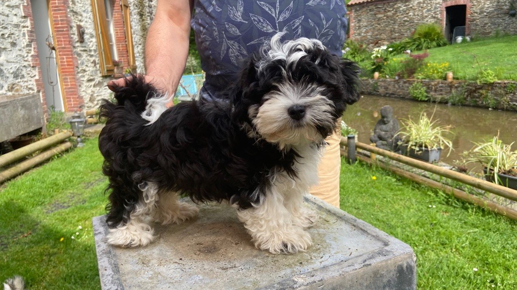Du Moulin De Gontard - Chiots disponibles - Bichon Havanais