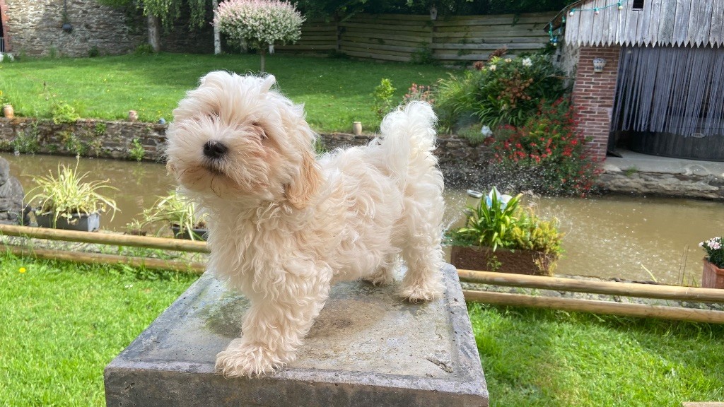 Du Moulin De Gontard - Chiots disponibles - Bichon Havanais