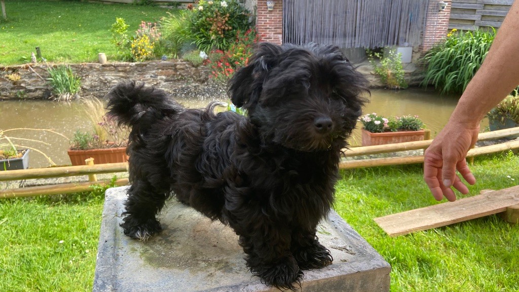 Du Moulin De Gontard - Chiots disponibles - Bichon Havanais