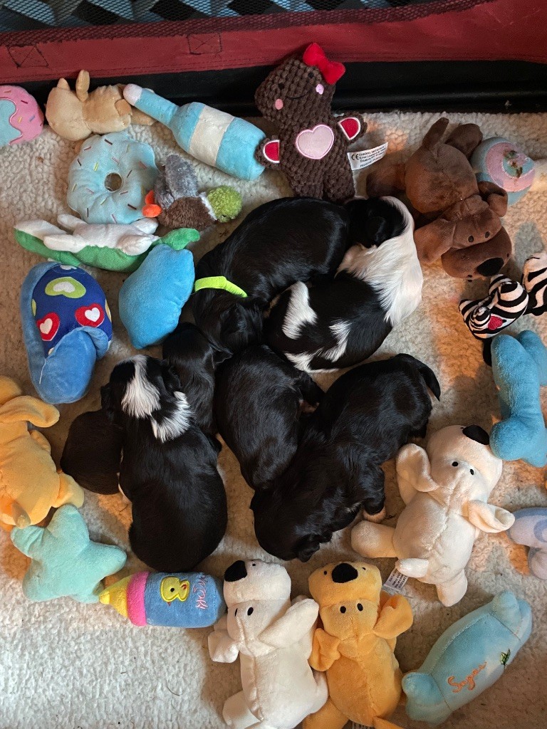 Chiot Bichon Havanais Du Moulin De Gontard