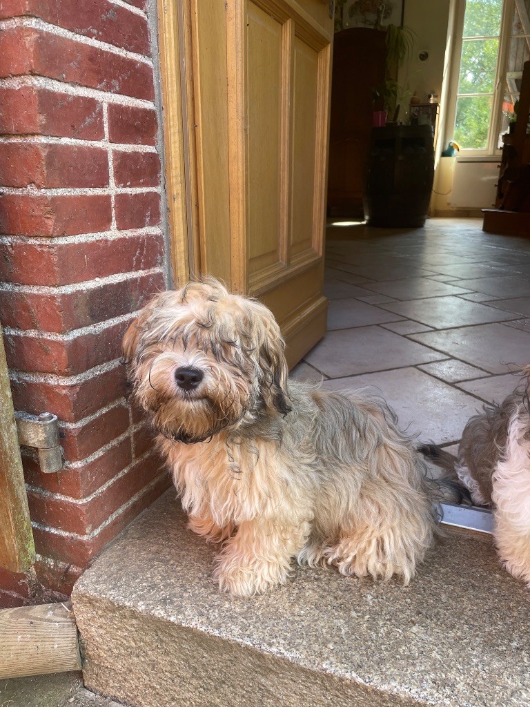 Du Moulin De Gontard - Chiots disponibles - Bichon Havanais