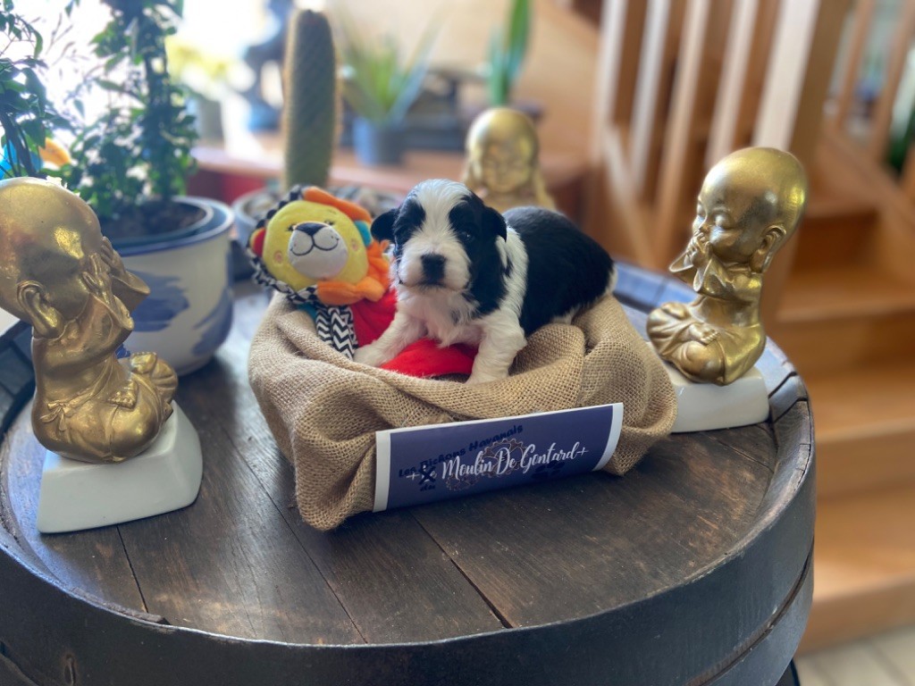 Du Moulin De Gontard - Bichon Havanais - Portée née le 22/01/2023